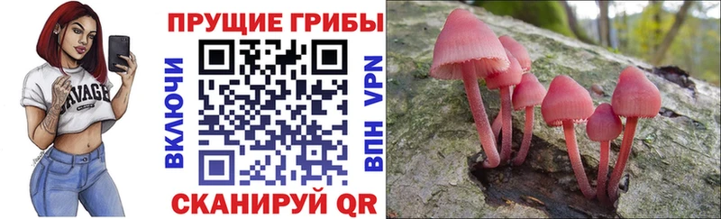 Псилоцибиновые грибы Cubensis  Камень-на-Оби 